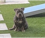 Small Photo #1 American Bully Puppy For Sale in GILBERT, AZ, USA