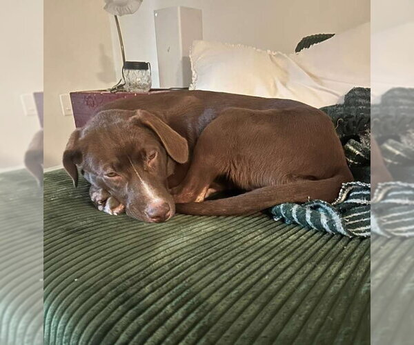 Medium Photo #2 Labrador Retriever-Unknown Mix Puppy For Sale in Cliffwood, NJ, USA