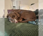 Small #1 Labrador Retriever Mix
