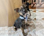 Small #1 Labrador Retriever Mix