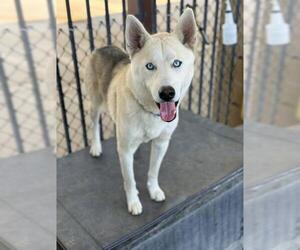 Siberian Husky-Unknown Mix Dogs for adoption in Riverside, CA, USA