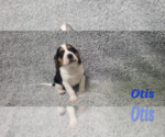 Puppy 3 Beagle-Bluetick Coonhound Mix