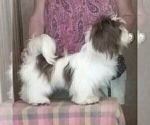 Mother of the Havanese puppies born on 07/13/2019