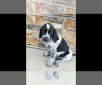 Small Photo #14 Labrador Retriever-Majestic Tree Hound Mix Puppy For Sale in ELLENSBURG, WA, USA