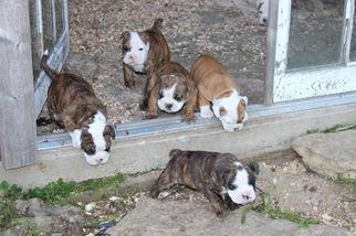English Bulldogge-Victorian Bulldog Mix Puppy for sale in MOUNT HOPE, WI, USA