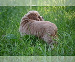 Small #12 Cocker Spaniel