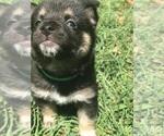 Small Photo #3 Shiba Inu Puppy For Sale in ELIZABETH CITY, NC, USA