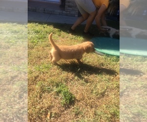 Golden Retriever Puppy for sale in CARROLLWOOD, FL, USA
