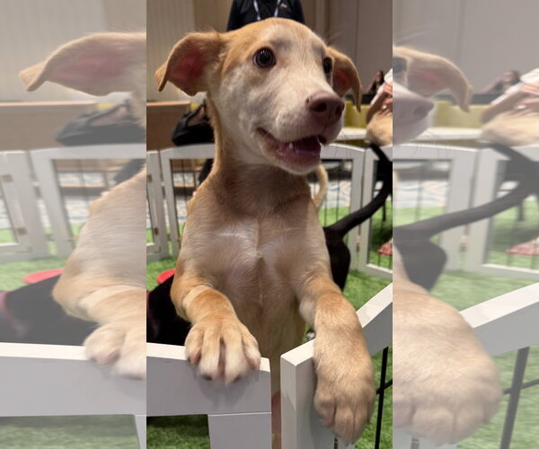 Medium Photo #12 Mutt Puppy For Sale in Sanford, FL, USA