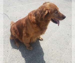 Mother of the Golden Retriever puppies born on 05/24/2019