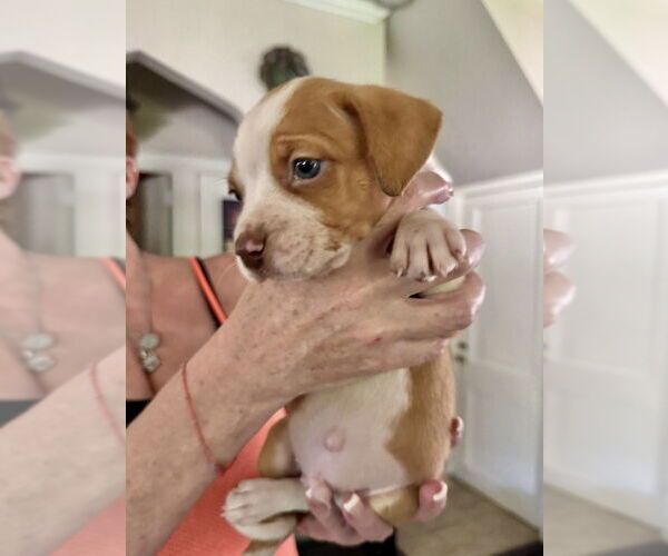 Medium Photo #2 American Staffordshire Terrier-Unknown Mix Puppy For Sale in Brewster, NY, USA