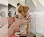 Small #1 American Staffordshire Terrier Mix