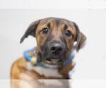 Bandi (Bandit) - Male Black Mouth Cur-Unknown Mix Dog for Adoption - Small photo