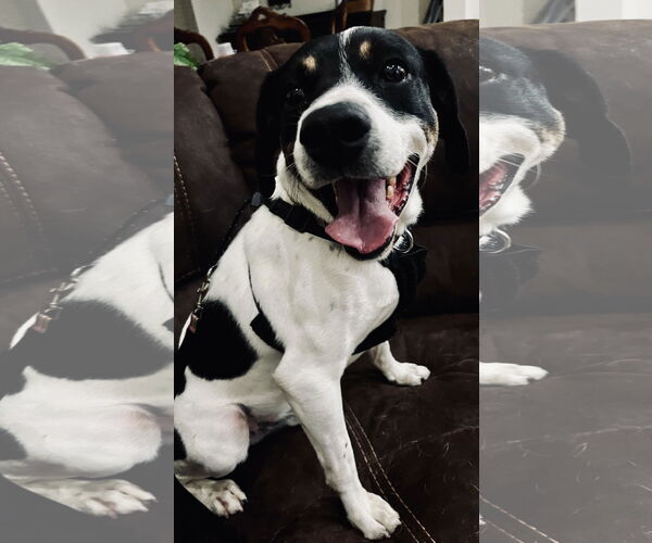 Medium Photo #3 Beagle Puppy For Sale in Tampa, FL, USA