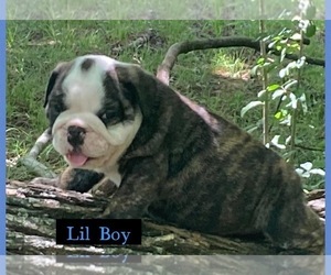 English Bulldog Puppy for sale in MCKINNEY, TX, USA