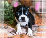 Small Photo #4 Boston Terrier Puppy For Sale in WAKARUSA, IN, USA
