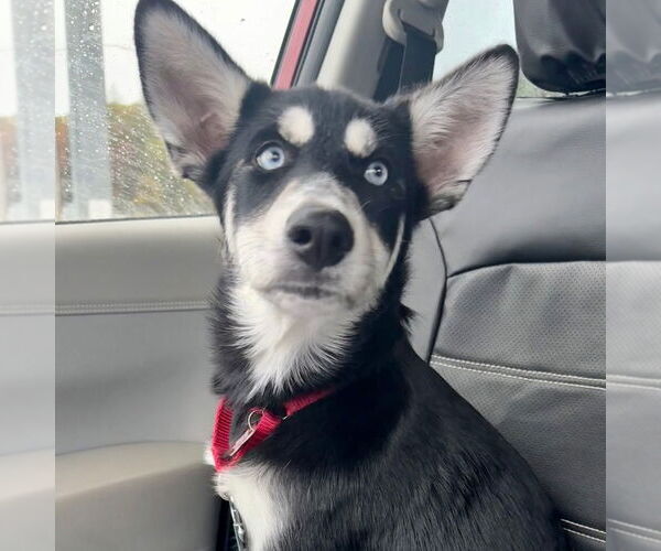 Medium Photo #3 Siberian Husky-Unknown Mix Puppy For Sale in Canton, CT, USA