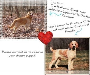 Father of the Goldendoodle puppies born on 02/26/2022
