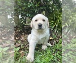 Puppy Puppy 2 Labrador Retriever
