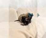 Small Photo #24 Shih Tzu Puppy For Sale in LANCASTER, CA, USA