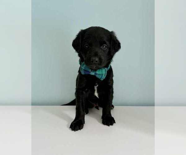 Medium Photo #25 Aussiedoodle-Labradoodle Mix Puppy For Sale in BRYANTOWN, MD, USA