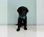 Small #3 Aussiedoodle-Labradoodle Mix
