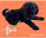 Small #1 Portuguese Water Dog
