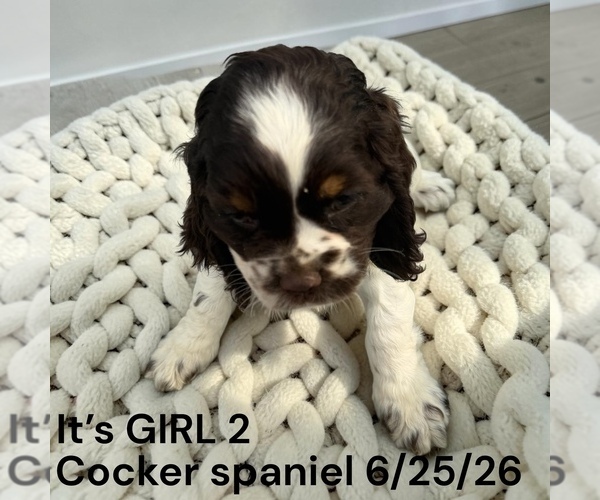 Medium Photo #3 Cocker Spaniel Puppy For Sale in MONTPELIER, OH, USA