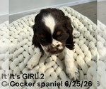 Small #2 Cocker Spaniel