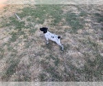 Small Photo #7 German Shorthaired Pointer Puppy For Sale in GRAND TERRACE, CA, USA