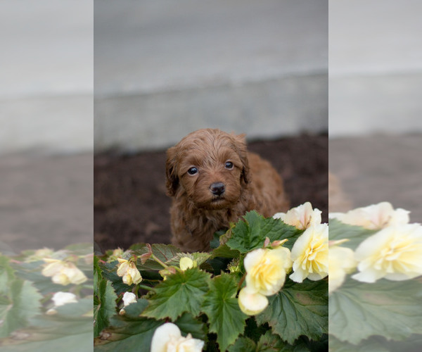 Medium Photo #6 Goldendoodle (Miniature) Puppy For Sale in DENVER, PA, USA