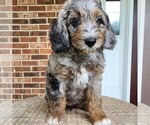 Small #2 F2 Aussiedoodle
