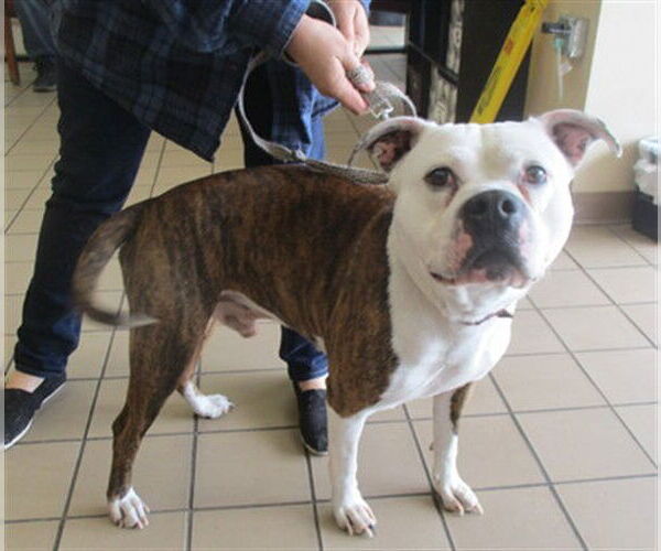 Medium Photo #1 American Pit Bull Terrier-Unknown Mix Puppy For Sale in Ocala, FL, USA