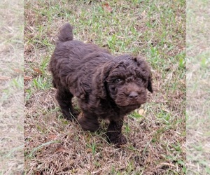 Australian Shepherd Puppy for sale in ARCHDALE, NC, USA