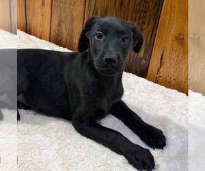 Golden Labrador Puppy for sale in DRY RUN, PA, USA