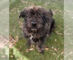 Small #5 Lhasa Apso Mix