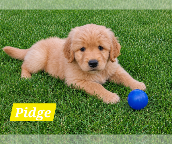 Medium Photo #1 Golden Retriever Puppy For Sale in FREMONT, IN, USA
