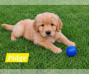 Golden Retriever Puppy for sale in FREMONT, IN, USA
