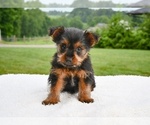 Small #3 Yorkshire Terrier