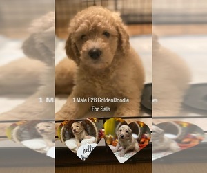 Goldendoodle Puppy for sale in METAIRIE, LA, USA