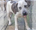 Small Catahoula Leopard Dog-Pointer Mix