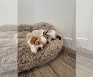 Cavachon-Maltese Mix Puppy for sale in THORNTON, CO, USA