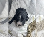 Puppy Jenny Saint Berdoodle-Shepadoodle Mix