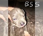 Small Photo #22 American Bully Puppy For Sale in PEWEE VALLEY, KY, USA