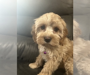 Aussiedoodle Puppy for sale in LAWRENCEBURG, KY, USA