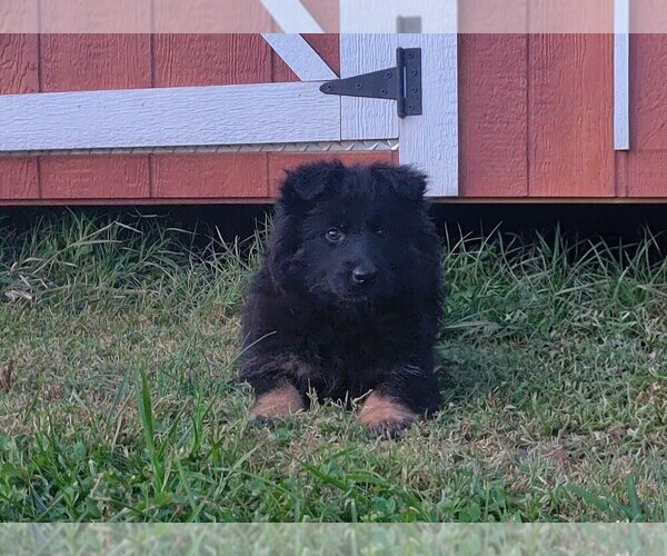 Medium Photo #6 German Shepherd Dog Puppy For Sale in COUCH, MO, USA