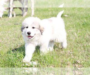 Great Pyrenees Puppy for sale in ARLEE, MT, USA