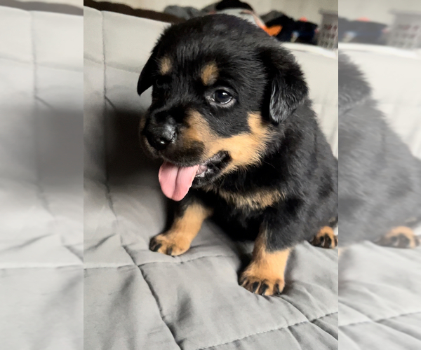 Medium Photo #6 Rottweiler Puppy For Sale in NORTON, OH, USA