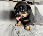 Small Photo #6 Rottweiler Puppy For Sale in NORTON, OH, USA