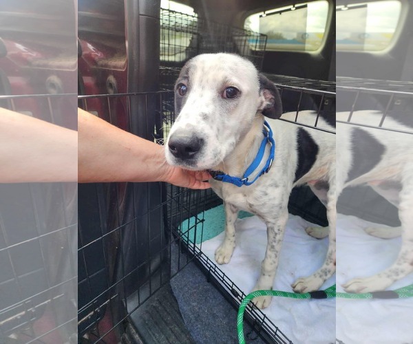 Medium Photo #8 Lab-Pointer Puppy For Sale in Stephens City, VA, USA
